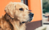 Информация о временной передержке отловленных безнадзорных собак апрель 2019 года