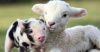 Отбор получателей субсидии на   содержание маточного поголовья животных в личных подсобных хозяйствах