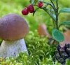 Отбор получателей гранта на развитие заготовки и переработки дикоросов 