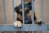 Информация о временной передержке отловленных безнадзорных собак