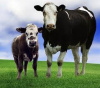 О порядке предоставления субсидий на поддержку и развитие животнодства 