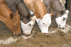 Отбор получателей субсидии на реализацию продукции животноводства собственного производства