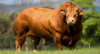 Отбор получателей субсидии  в целях возмещения затрат связанных с содержанием маточного поголовья крупного рогатого скота специализированных мясных пород