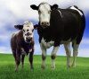 Отбор получателей субсидии на   содержание маточного поголовья сельскохозяйственных  животных (за исключением  личных подсобных хозяйств) 