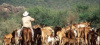 Отбор получателей субсидии на   содержание маточного поголовья сельскохозяйственных  животных (за исключением  личных подсобных хозяйств) 